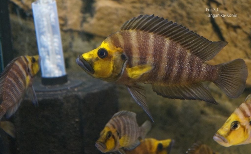 Altolamprologus compressiceps 'Kasanga'